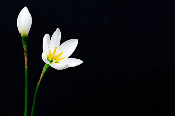 Vit färg Regn Lily blomma blommar i regnperioden. — Stockfoto