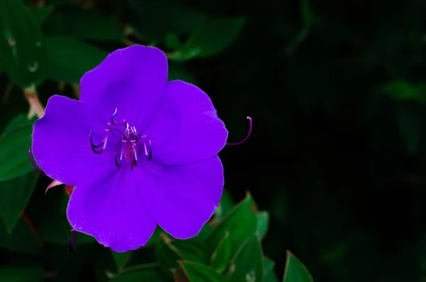 Fioletowy kolor chwały krzew lub kwiat księżniczki. — Zdjęcie stockowe