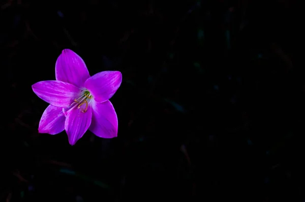 Pink szín Rain Lily virág virágzó eső szezonban. — Stock Fotó