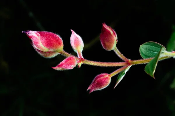 Knoppen av Glory Bush eller prinsessa blomma. — Stockfoto