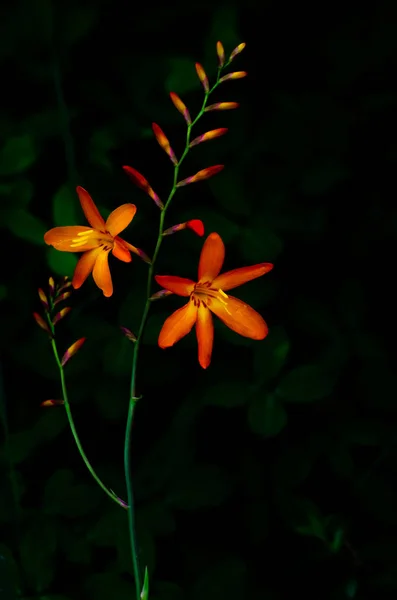 Svislý obrázek oranžové barvy z květu Montbretie (crocosmia) — Stock fotografie