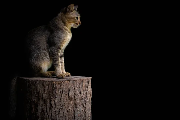 Adorável gato doméstico senta-se em madeira com luz brilhante — Fotografia de Stock