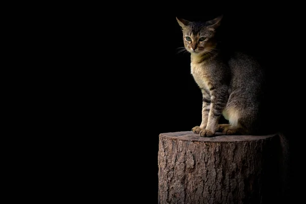 Adorabile gatto domestico con la faccia di panico siede sul legno . — Foto Stock