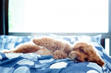 Bir sevimli kahverengi Kaniş köpek uyandıktan sonra kendisi ile rahatlatıcı.