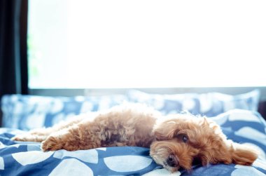 Kendisi ile rahatlatıcı bir sevimli kahverengi Kaniş köpek.