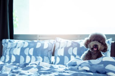 Tek başına oynayan sevimli bir genç siyah Kaniş köpek.