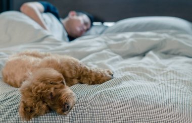 Sahibi ile yatakta uyuyan sevimli bir genç kahverengi Kaniş köpek.