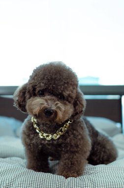 Altın kolye giyen sevimli bir genç siyah Kaniş köpek.