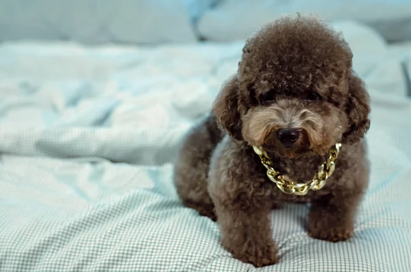 Altın kolye giyen sevimli bir genç siyah Kaniş köpek.