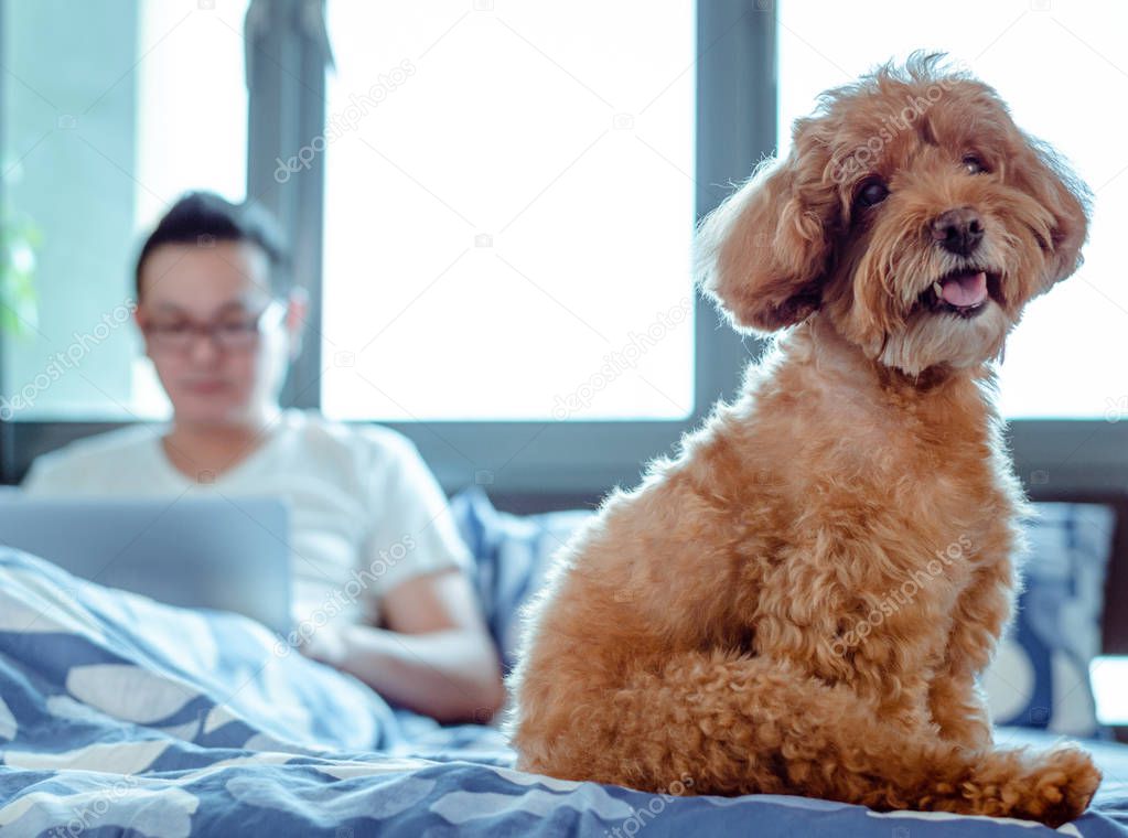 An adorable brown Poodle dog looking at camera when enjoy and happy with the owner.