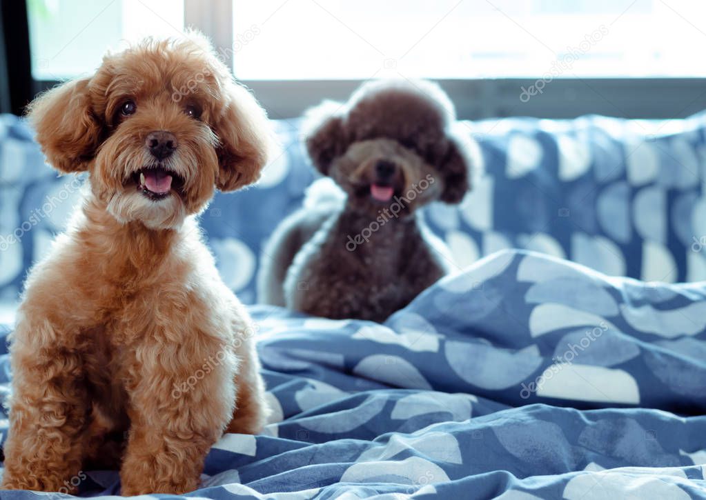 An adorable happy brown and black Poodle dog smiling and sitting on bed.
