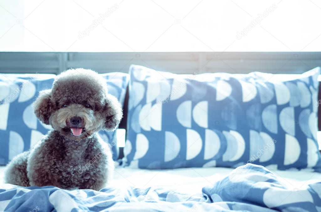 An adorable young black Poodle dog playing alone.