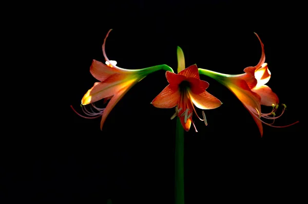 El hermoso color naranja de la flor Amaryllis (Hippeastrum ). — Foto de Stock