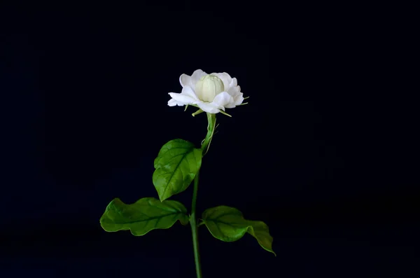 El único hermoso blanco fresco Tailandia flor de jazmín . — Foto de Stock