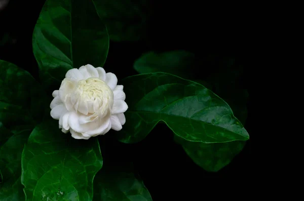 El único hermoso blanco fresco Tailandia flor de jazmín . —  Fotos de Stock