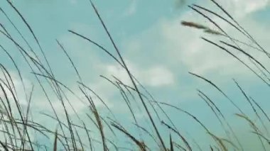 Odak ve bulanık beyaz renk Pennisetum polystachion veya Mission Grass veya Feather Pennisetum çiçekler mavi gökyüzü ve beyaz bulutlar ile yağmur mevsiminde güçlü rüzgar akan HD görüntüleri.