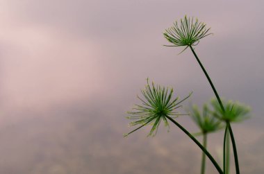 Odak ve arka plan ile Papyrus bitki bulanık fotoğraf.