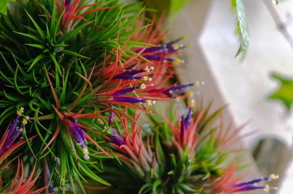 Ahşapla bağlanmış toprak olmadan yetişen tillandsia veya hava tesisi.
