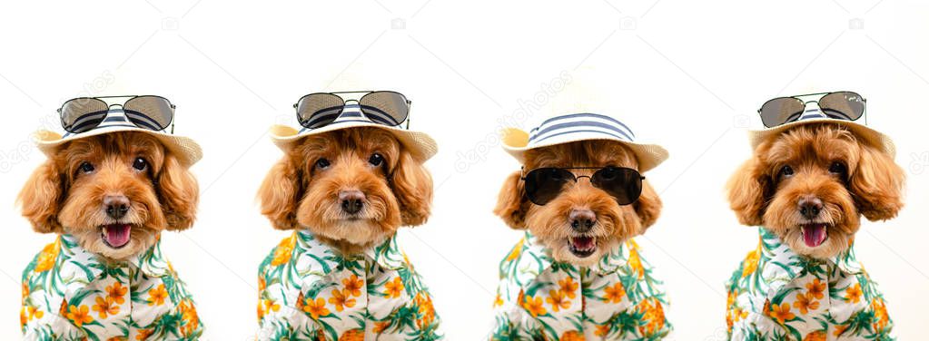Expression faces of an adorable brown toy Poodle dog wears hat with sunglasses.