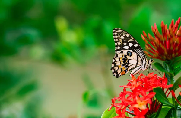 五颜六色的蝴蝶吸吮花蜜. — 图库照片