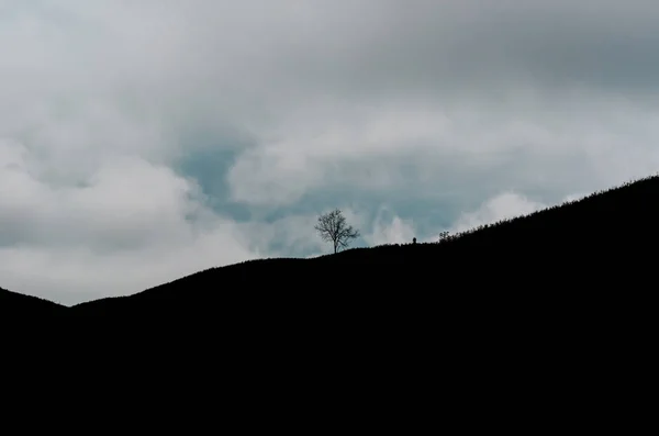 A silhouette of single tree on the top of mountain.