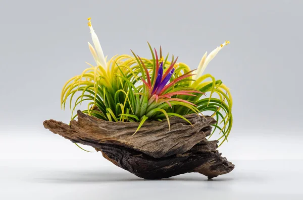 Čerstvá barevná Tillandsia nebo letecká rostlina s pylem a květinami. — Stock fotografie