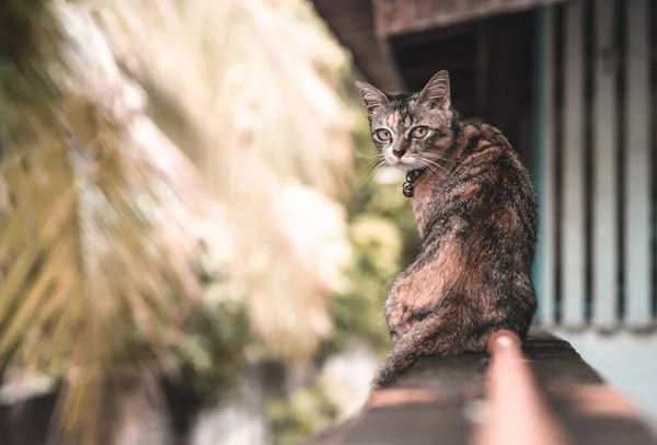 Un adorabile gatto domestico con colore leopardo seduto sulla recinzione . — Foto Stock