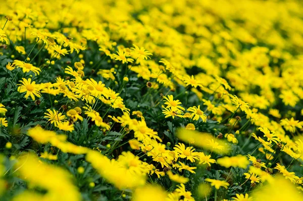 Golden daisy bush.