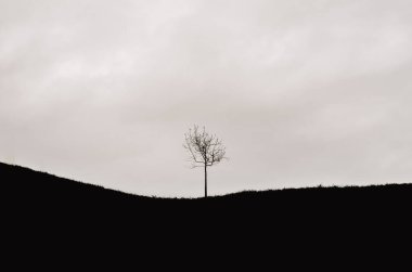 Dağda kara bulutlu tek bir ağaç kaldı..