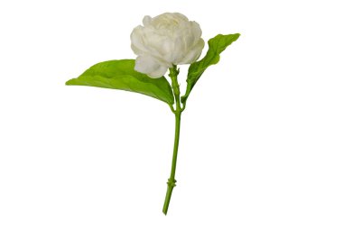 Ağustosta Tayland 'da anneler günü için beyaz arka planda yaprakları olan taze beyaz Tayland yasemin çiçeği..