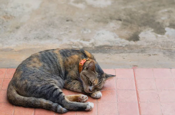 Adorável Cor Marrom Gato Doméstico Dormindo Sozinho Chão — Fotografia de Stock