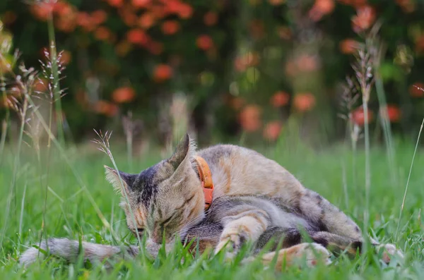 Adorable leopard color cat cleaning her body on the grass with blurred background.