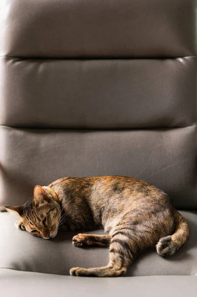 Чарівний Коричневий Колір Домашньої Кішки Спить Один Дивані — стокове фото