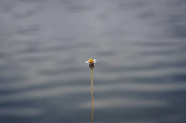 Fleur Herbe Fraîche Avec Fond Flou Eau Dans Lac — Photo