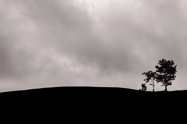 นไม เหล ออย ในภ เขาท เมฆม — ภาพถ่ายสต็อก