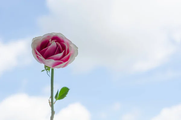 Rose Rose Isolée Sur Fond Nuage Blanc Ciel — Photo