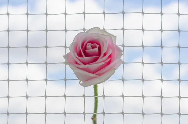 Uma Rosa Rosa Coloca Rede Com Nuvem Branca Fundo Céu — Fotografia de Stock