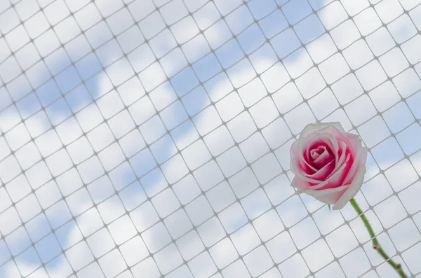 Uma Rosa Rosa Coloca Rede Com Nuvem Branca Fundo Céu — Fotografia de Stock