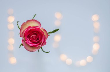 Alfabe I ve U olarak ayarlanmış renkli bokeh ışıkları ile çiçek açan pembe gül.