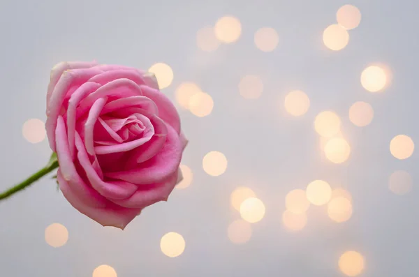 보케등을 배경으로 분홍색 장미가 피어나다 — 스톡 사진
