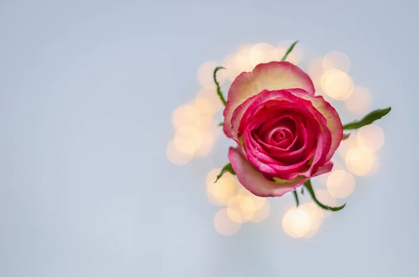 Ανθισμένο Ροζ Τριαντάφυλλο Πολύχρωμα Φώτα Bokeh — Φωτογραφία Αρχείου