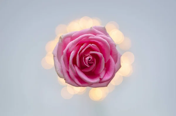 Rosa Floreciente Con Luces Bokeh Coloridas —  Fotos de Stock