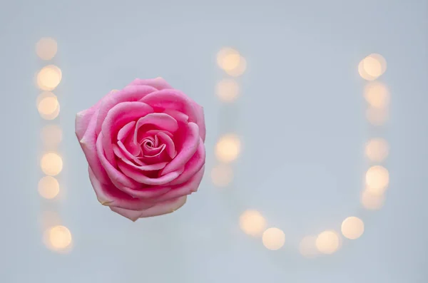 Rosa Floreciente Con Luces Bokeh Coloridas Configuradas Como Alfabeto —  Fotos de Stock