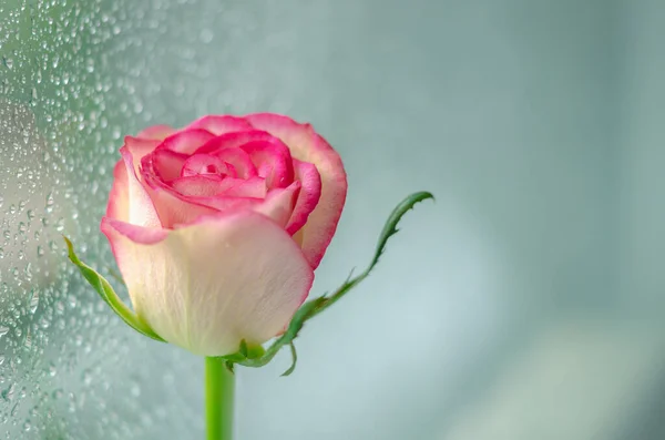 Ανθισμένο Ροζ Τριαντάφυλλο Στο Παράθυρο Που Έχουν Πτώση Βροχής Στην — Φωτογραφία Αρχείου