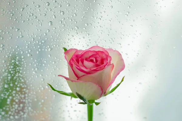 Rose Rose Fleurie Fenêtre Qui Ont Une Goutte Pluie Saison — Photo
