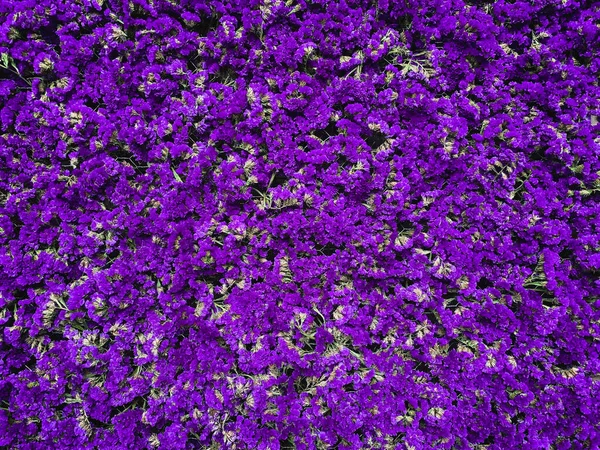 Sfondo Texture Colore Viola Dei Fiori Statice — Foto Stock