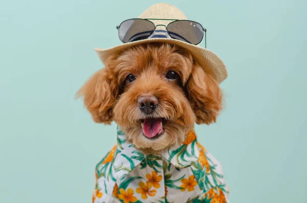 Smiling brown toy Poodle dog wears hat with sunglasses on top and Hawaii dress for summer season.