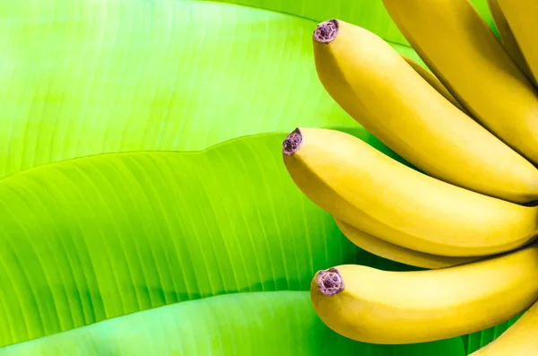 Frutas Plátano Sobre Fondo Hojas Plátano Verde —  Fotos de Stock