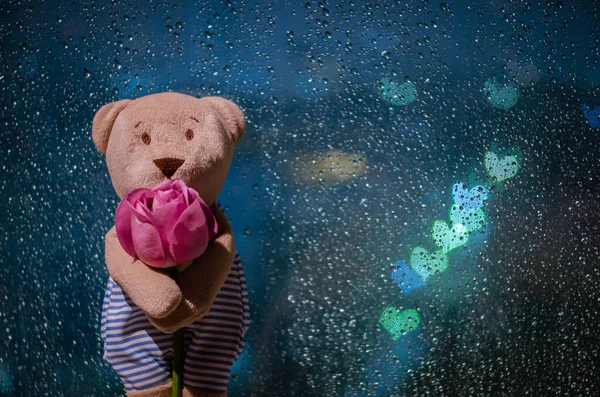 Teddy bear standing with a rose at window when raining with colorful love shape bokeh lights.