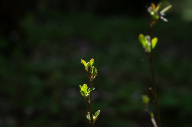 Bahar ormanında genç bitkiler yapraklanır.